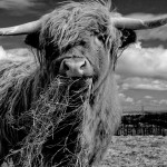 Image of a highland cow
