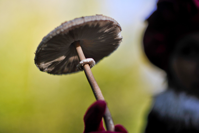 Mushroom hunting by Jamie A Cowan 005