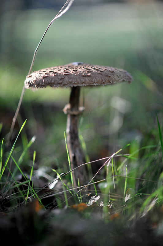 Mushroom hunting by Jamie A Cowan 022