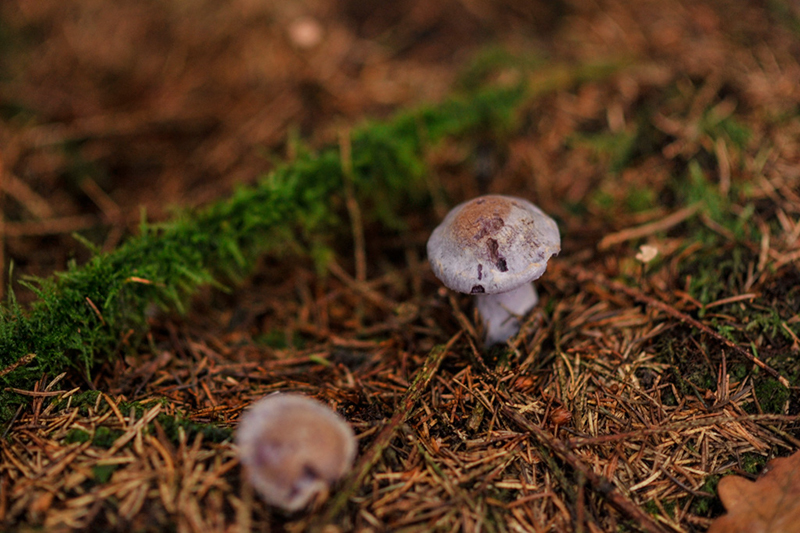 Mushroom hunting by Jamie A Cowan 058