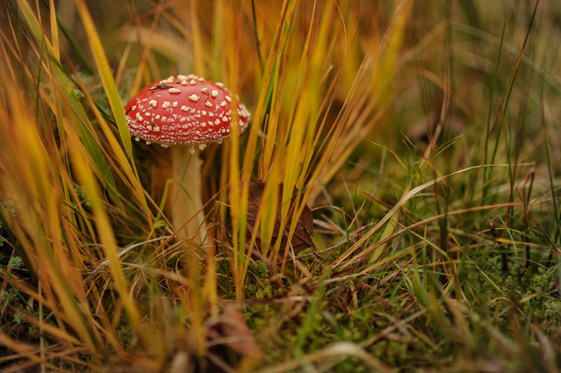Mushroom hunting by Jamie A Cowan 064