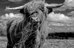 Animal